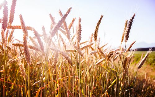 Free stock photo of field, landscape, nature Stock Photo