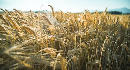 Foto profissional grátis de área, campo de trigo, céu