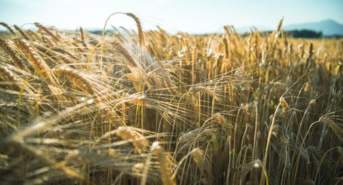 Free stock photo of field, landscape, nature Stock Photo