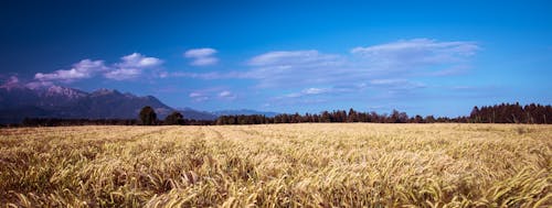 Foto profissional grátis de área, campo de trigo, céu