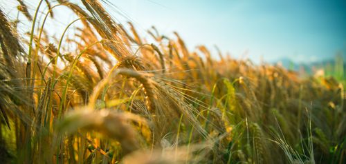 Free stock photo of field, nature, sky Stock Photo