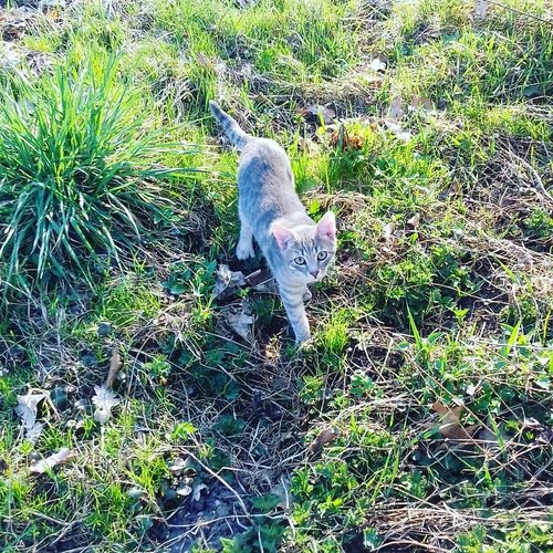 Free stock photo of cat, spring Stock Photo