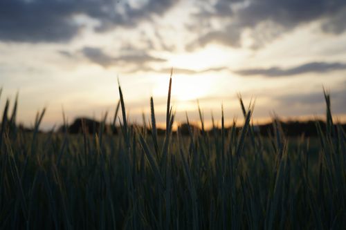 Free Silhouettes of tall ears of growing wheat in wonderful serene field in amazing sunset light in countryside in summer evening Stock Photo