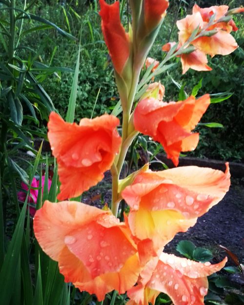 Free stock photo of flowers, summer Stock Photo
