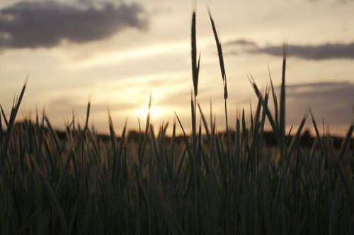 Free Silhouettes of picturesque wheat field in wonderful sundown in agricultural area in countryside in summer dusk time with cloudy sky Stock Photo