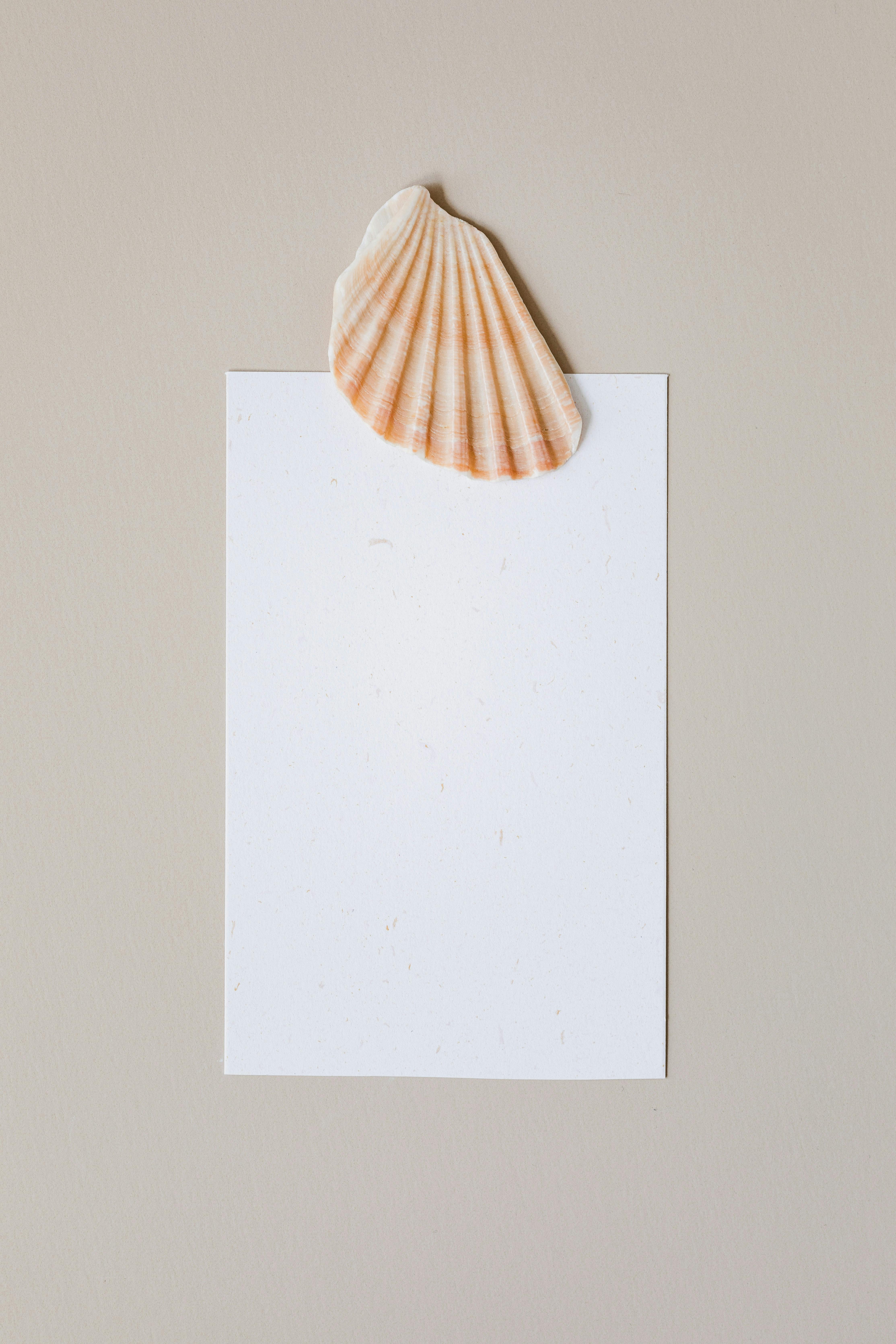 贝壳放在一张空白的纸上，非常适合复印空间和简约设计