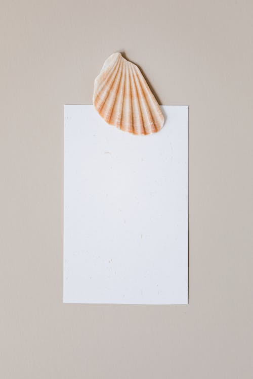 Empty Piece of Paper and a Seashell Over It