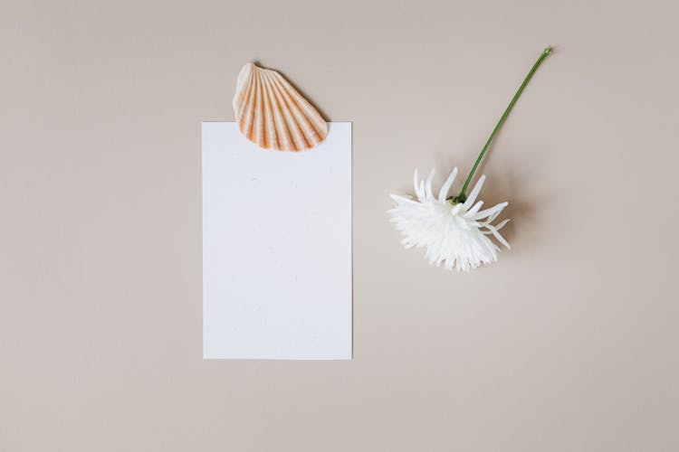 Piece Of Shell Lying On Blank Sheet Of Paper And White Flower