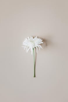 A simple, elegant white chrysanthemum isolated on a pastel background, embodying minimalist beauty.