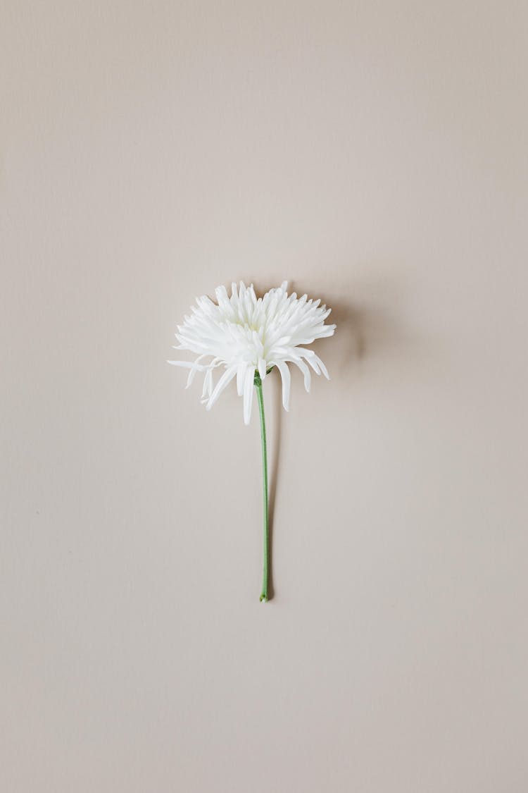 White Flower On White Surface