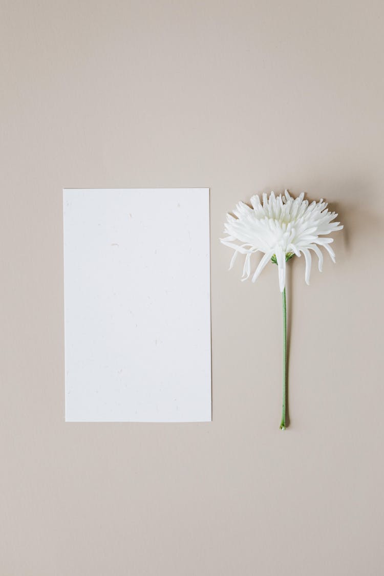 A Sheet Of Bond Paper Beside A Chrysanthemum Flower