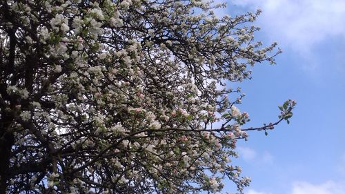 Free stock photo of spring Stock Photo
