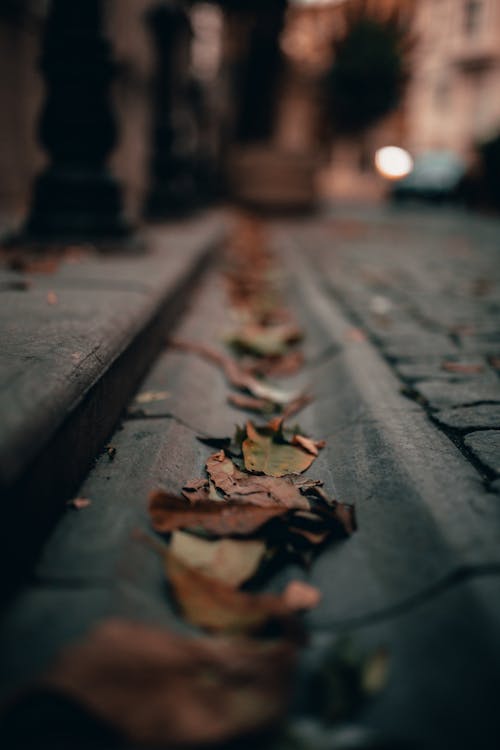 Selective focus of fallen dead autumn tree leaves on paving stone in road rain gutter in urban area on sidewalk