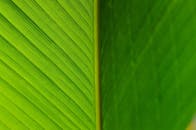 宏观镜头细致地展现了绿叶生动的纹理，凸显了其自然之美