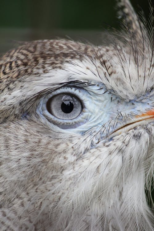 Grey Eye of Unrecognizable Bird