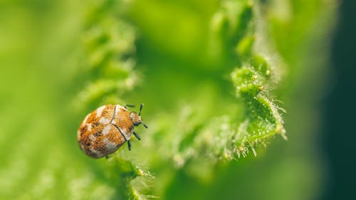 Brown and Black Beetle on Green Leaf