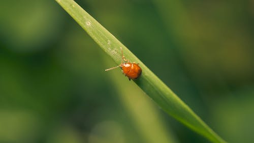 Δωρεάν στοκ φωτογραφιών με beetle, άφθωνα, έντομο