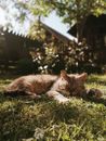 一只猫在阳光明媚、宁静的花园里安静地打盹