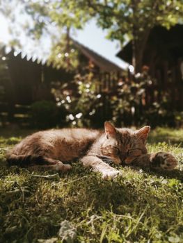 一只猫在阳光明媚、宁静的花园里安静地打盹