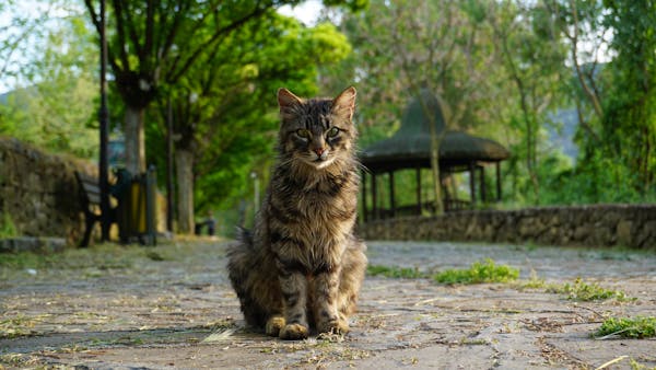 日本のスキンケア哲学