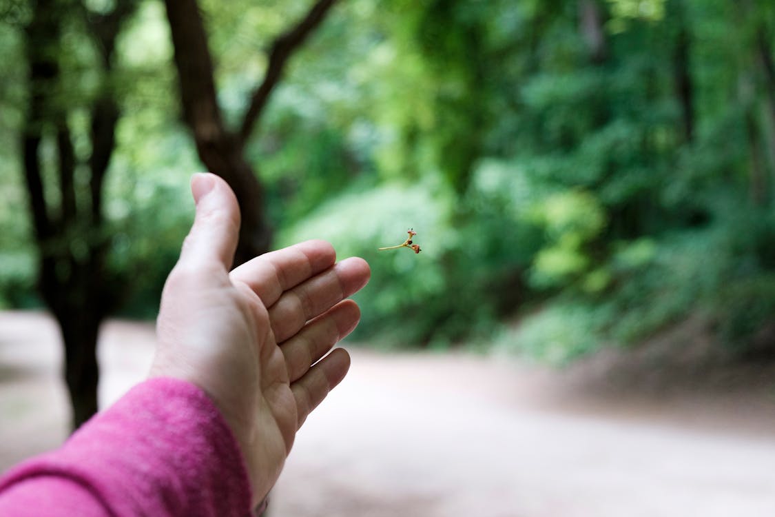 Immagine gratuita di avvicinamento, bellezza nella natura, mano