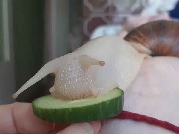 Wildlife care volunteer helping injured animal