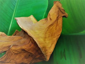 Hydrating Floral Mist