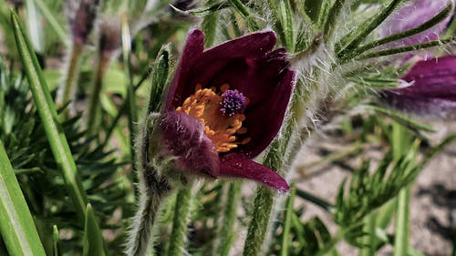 Základová fotografie zdarma na téma kwiat, kwitnienie, pasqueflower