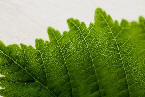 From above closeup of vibrant green chestnut tree leaf on light wooden background