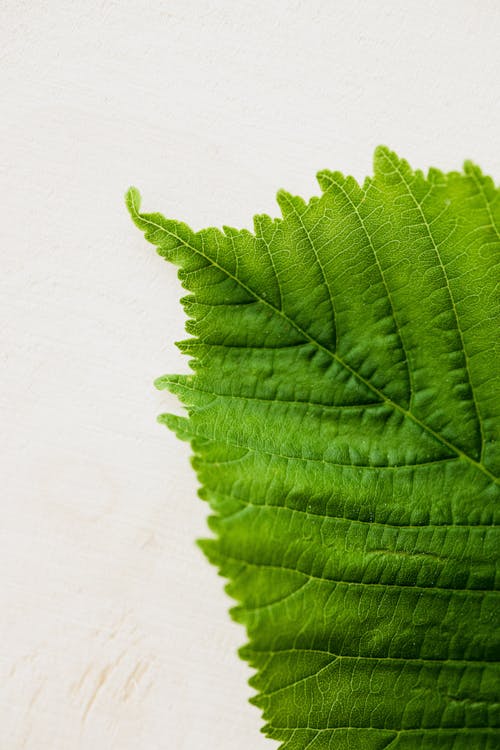 Green leaf on light background