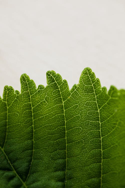 From above closeup of vividly green garden tree leaf placed on light background