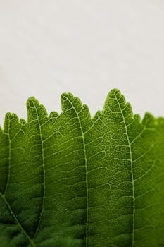 From above closeup of vividly green garden tree leaf placed on light background