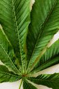 From above of freshly plucked chestnut tree leaf with clearly visible leaf veins on light background