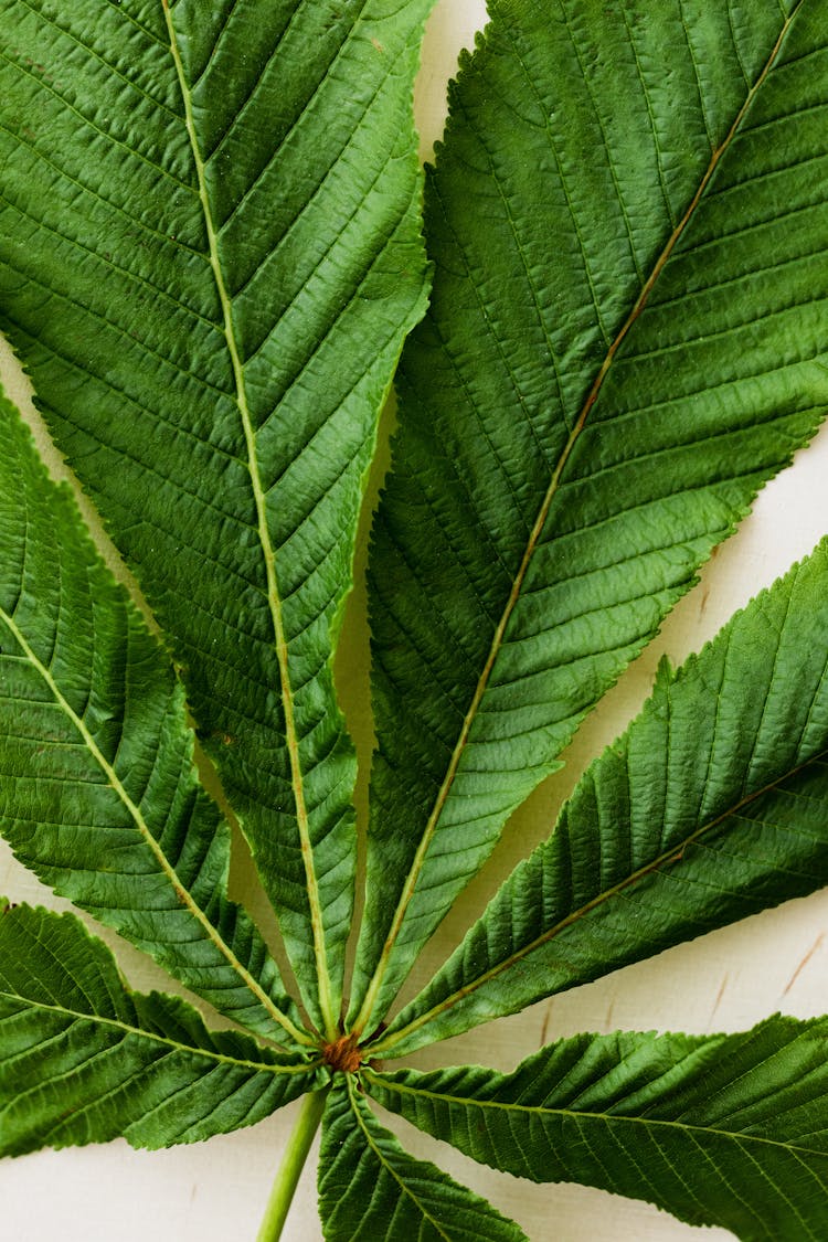 Green Chestnut Tree Leaf On Light Background