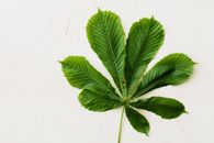 Fresh green leaf of chestnut tree on light background
