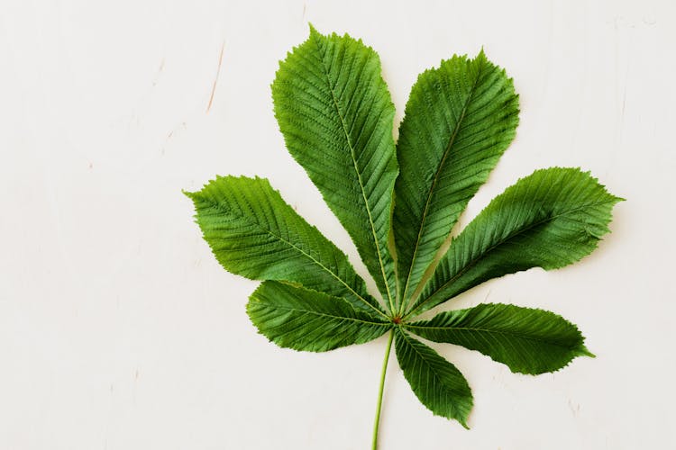 Fresh Green Leaf Of Chestnut Tree On Light Background