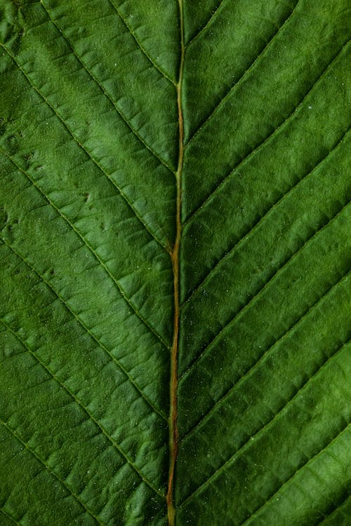 Top closeup view of vibrant green tree leaf with clearly seen straight vein lines