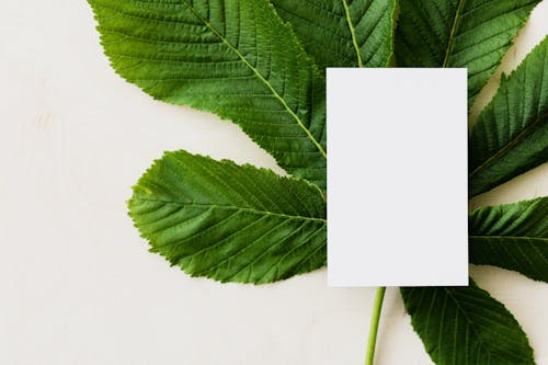 Overhead view of blank greeting card placed on green chestnut tree leaf on light background