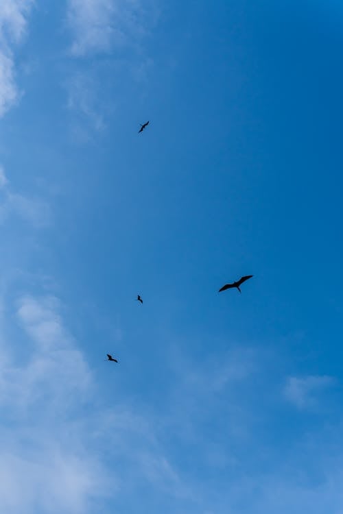 Birds Flying on the Blue Sky