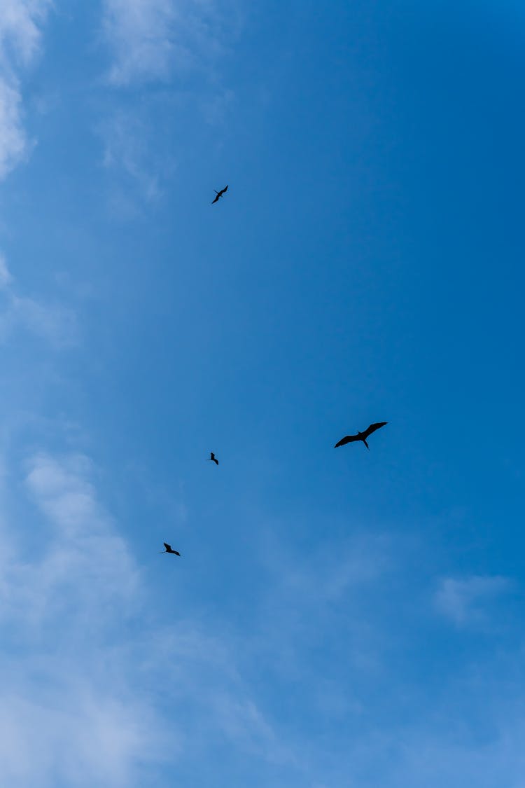 Birds Flying On The Blue Sky