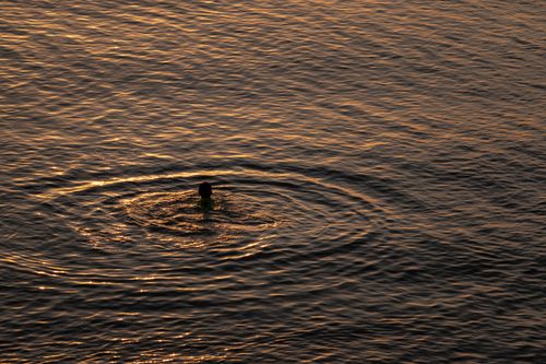 Free Silhouette of a person swimming in the ocean at sunset in Zanzibar. Perfect for travel and nature themes. Stock Photo