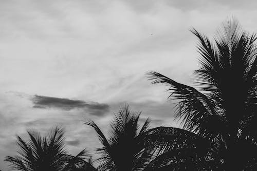 Grayscale Photo of Palm Trees