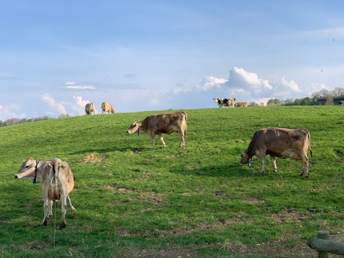 Cows grazing on green lush meadow