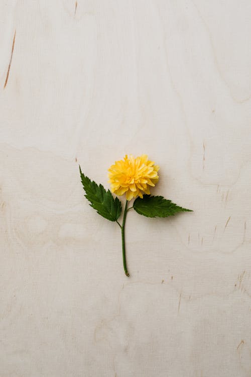 Tender yellow flower placed flat on desk