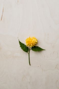 一朵带绿叶的黄花置于浅色木面，尽显极简之美