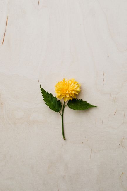 Top view of small fragile yellow flower with green leaves just plucked from garden and put on wooden table