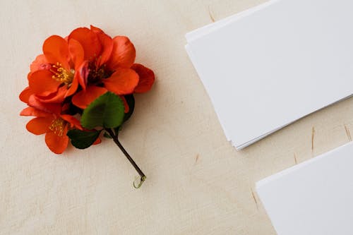Blank white visiting cards and red flower on wooden table
