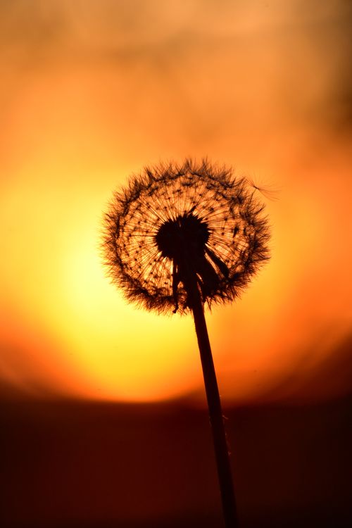 Free A silhouette of a dandelion set against a vivid orange sunset sky, capturing natural beauty. Stock Photo