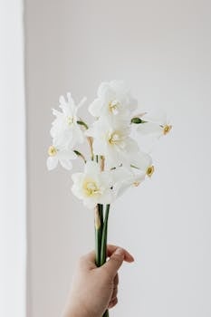A delicate bouquet of white daffodils held by a person's hand in a minimalist setting.