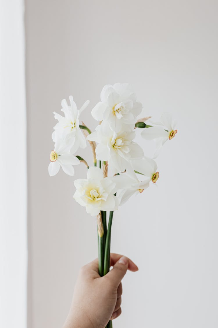 Crop Person With White Daffodils